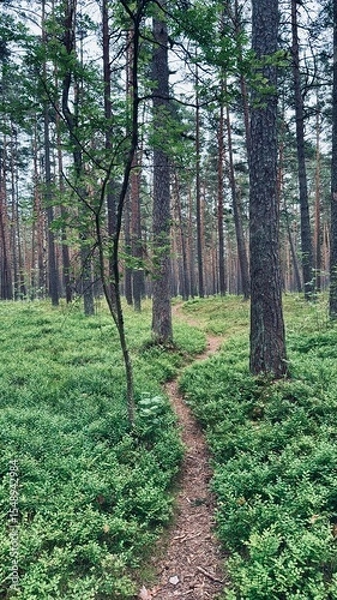 Fototapeta path in a pine forest