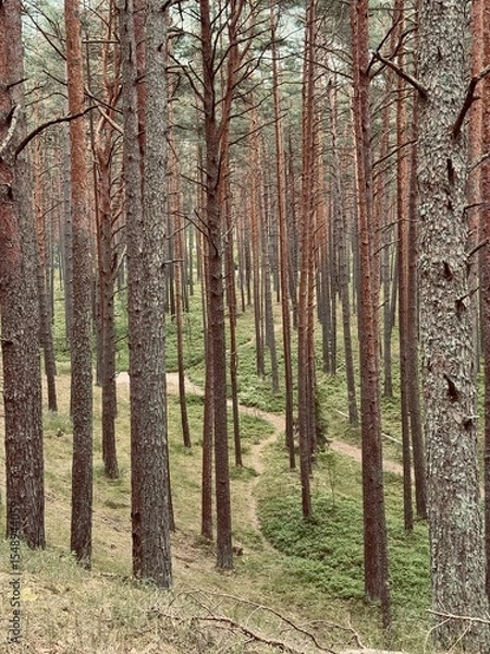 Fototapeta path in a pine forest