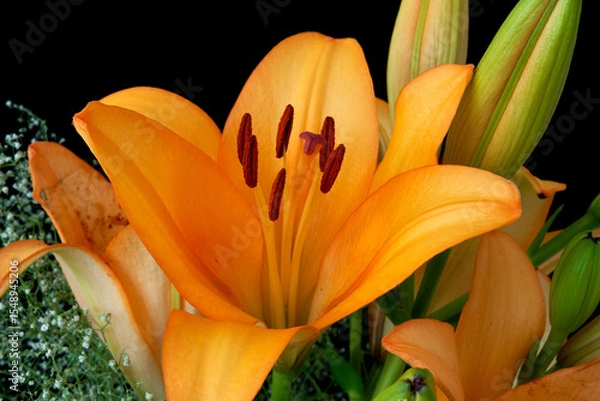 Obraz orange lily flower close up