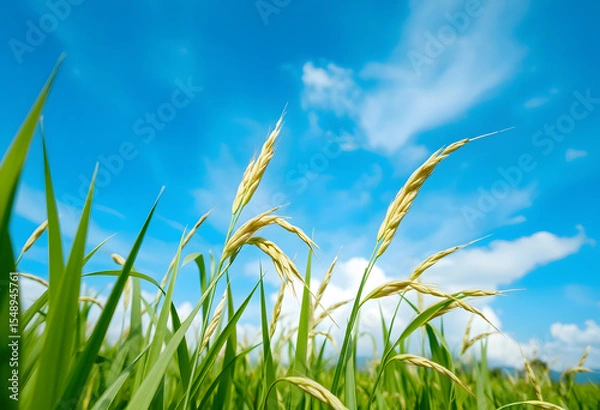 Obraz 青空に揺れる稲穂
