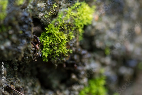 Fototapeta close up of green moss in nature background.
Green moss background. Close up of green moss texture. Green moss background.