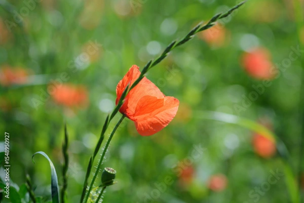 Obraz Red poppy flower from the side