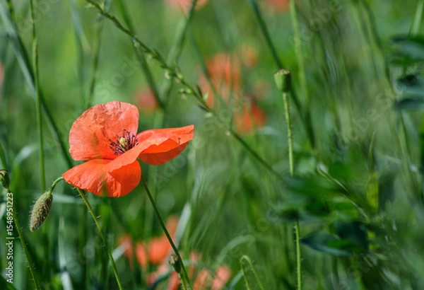 Obraz Green blurred background with red poppy flower