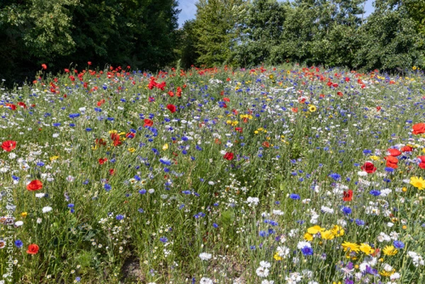 Obraz Kleurrijk veld met veldbloemen