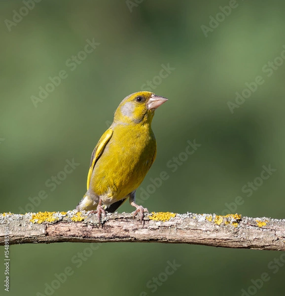 Obraz European greenfinch, Chloris chloris. A bird sits on a beautiful branch on a green background