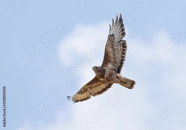 Obraz Common buzzard, Buteo buteo. A bird flies against a cloudy sky