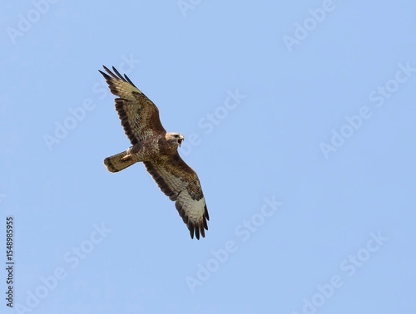 Obraz Common buzzard, Buteo buteo. A bird screaming, calling, flying against the blue sky