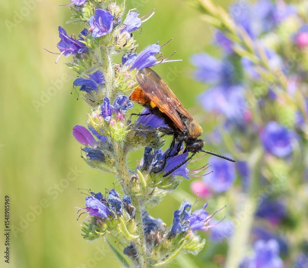 Obraz Megascolia maculata. The insect feeds on nectar from wildflowers