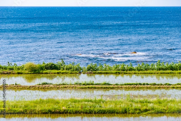 Obraz 田植えが完了した海岸沿いの田んぼ