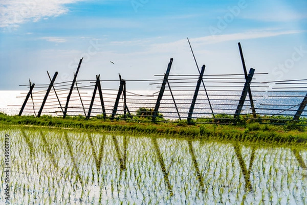 Obraz 田植えが完了した海岸沿いの田んぼ
