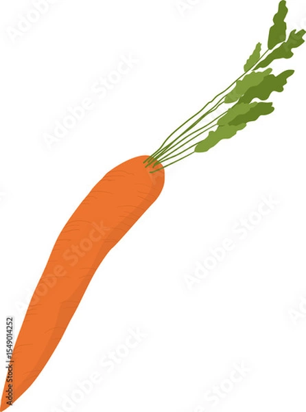 Obraz Carrot Vegetable Illustration