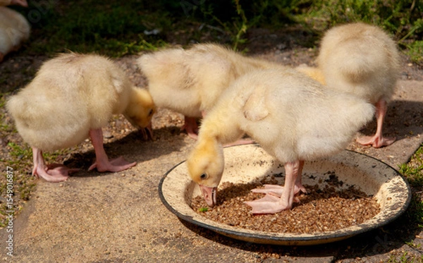 Fototapeta Young fluffy goslings eating grain from a bowl outdoors on a sunny day. The baby geese are feeding on a natural surface, creating a warm and rustic farm atmosphere