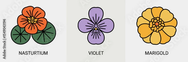 Obraz Icon set of edible flowers nasturtium, violet, and marigold on white background