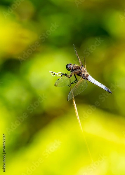 Fototapeta Libellule