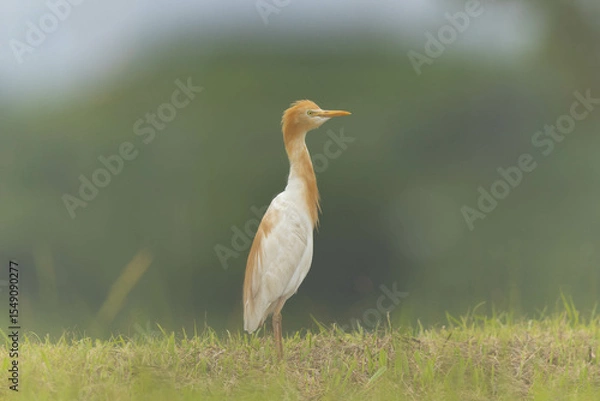 Obraz 霧の中のアマサギ