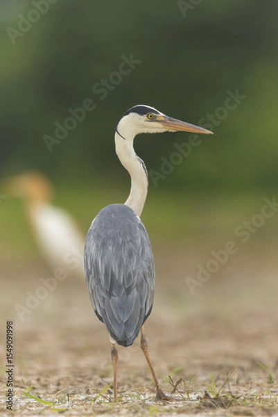 Obraz 田んぼを捜索するアオサギ