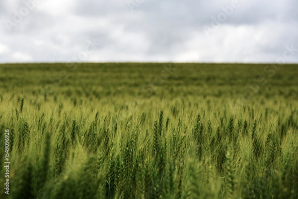 Obraz Rural agricultural landscape in western Latvia in late june.