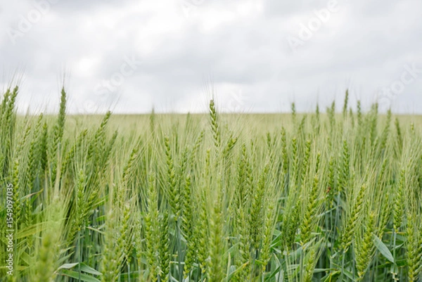 Obraz Rural agricultural landscape in western Latvia in late june.