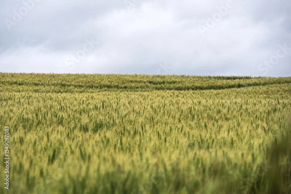 Obraz Rural agricultural landscape in western Latvia in late june.