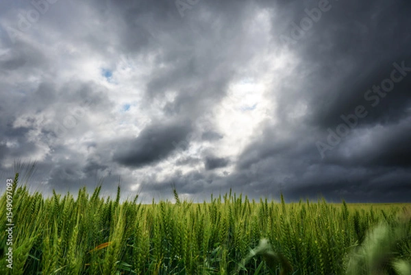 Obraz Rural agricultural landscape in western Latvia in late june.