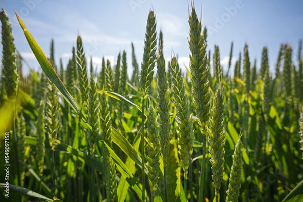 Obraz Rural agricultural landscape in western Latvia in late june.