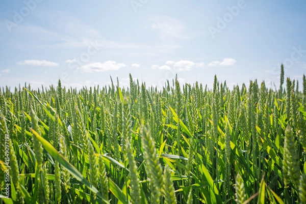 Obraz Rural agricultural landscape in western Latvia in late june.