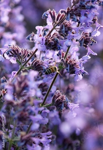 Obraz Purple background of blooming catnip. Delicate flowers of catnip (Nepeta cataria) in the garden. Bright summer flowers. Beautiful nature background. Evening landscape. Summer time. Purple flowers. Bee