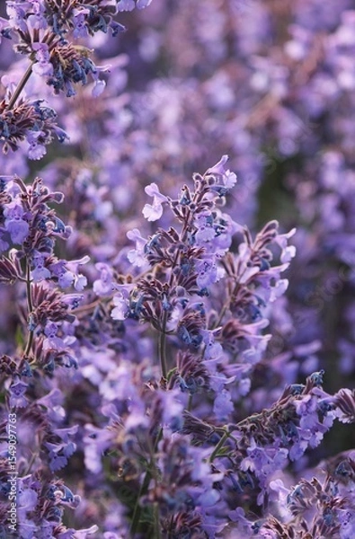 Obraz Purple background of blooming catnip. Delicate flowers of catnip (Nepeta cataria) in the garden. Bright summer flowers. Beautiful nature background. Evening landscape. Summer time. Purple flowers