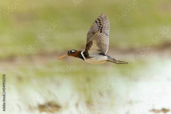 Obraz 飛ぶタマシギの雌