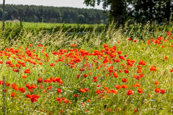 Fototapeta Mohnblumen mit Gras