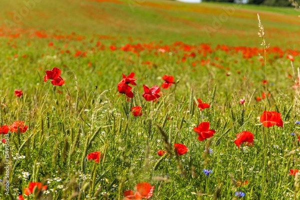 Fototapeta Mohnblumen