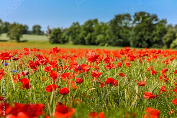 Fototapeta Mohnfeld mit Bäumen