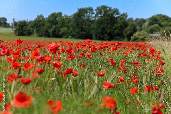 Obraz üppiges Mohnfeld