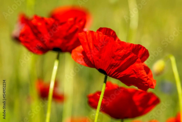 Obraz zwei Mohnblumen