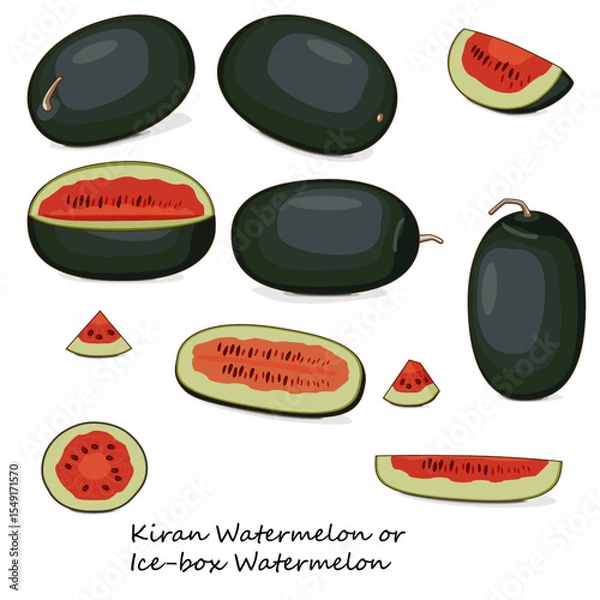 Fototapeta Set of Kiran Watermelons. Ice-box Watermelon. Citrullus lanatus. Fruits and vegetables. Clipart. Isolated vector illustration.