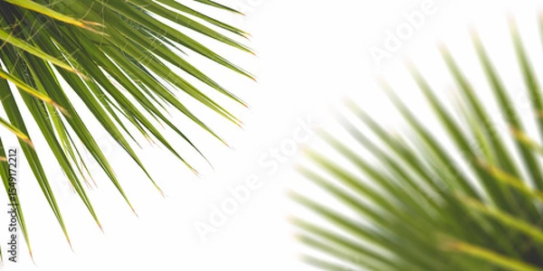 Obraz Palm leaf on white background