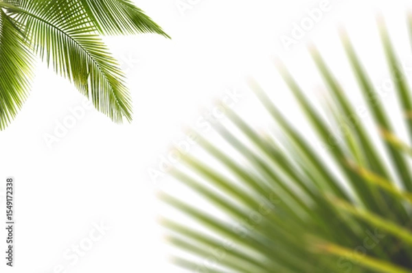Obraz Palm leaf on white background