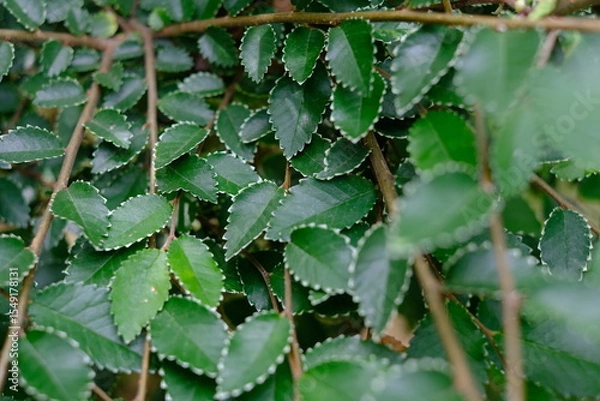 Obraz ギザギザした縁の小葉が広がる緑の葉