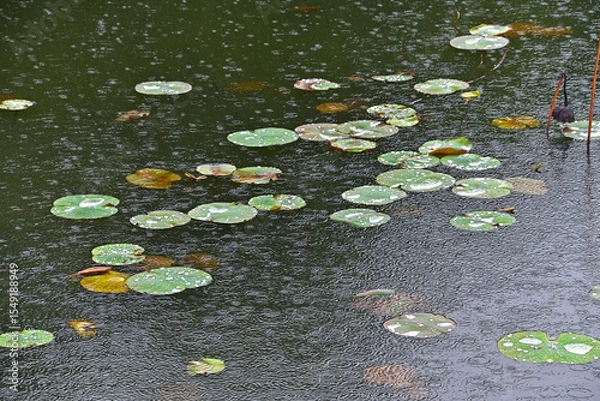 Fototapeta 蓮の葉が広がり始めた池の水面に雨粒が落ちている風景