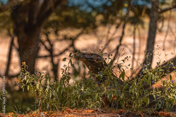 Obraz Komodo Dragon in Komodo Nationa Park, Flores