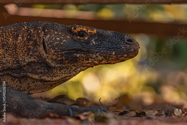 Obraz Komodo Dragon in Komodo Nationa Park, Flores