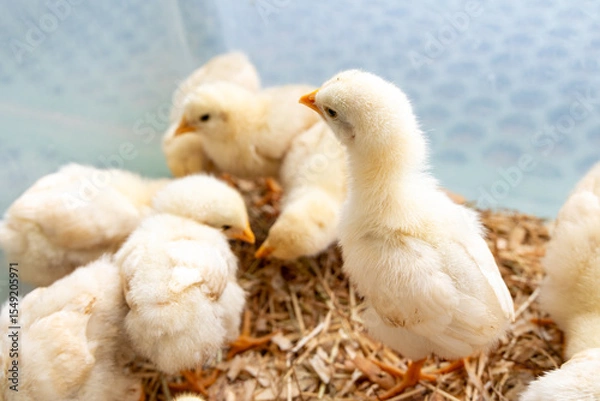 Fototapeta ひよこ