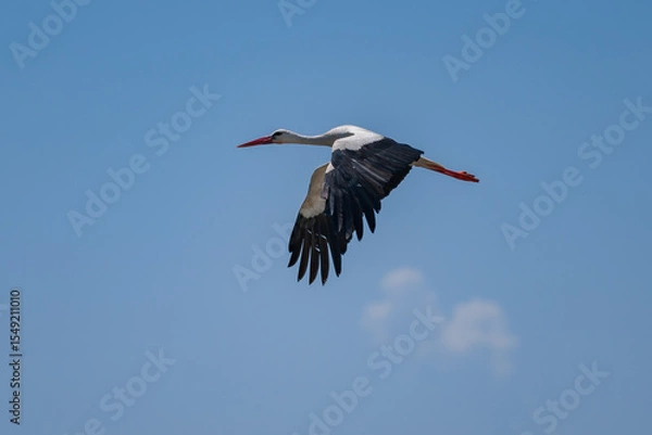 Fototapeta White Stork (Ciconia ciconia) Gracefully Gliding Over the Pristine Skies of the Danube Delta, Romania – A Serene Moment in European Wetland Wildlife