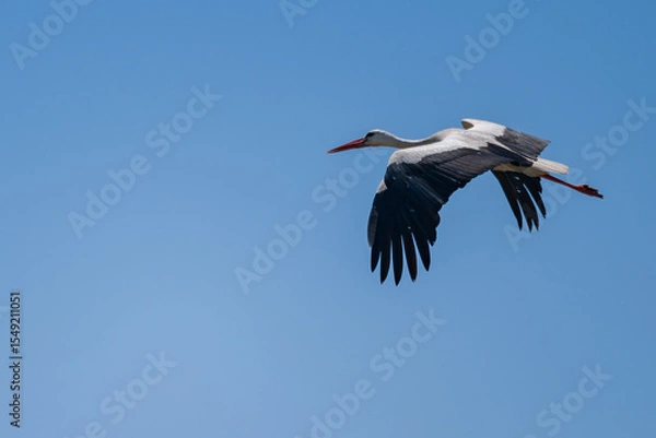 Fototapeta White Stork (Ciconia ciconia) Gracefully Gliding Over the Pristine Skies of the Danube Delta, Romania – A Serene Moment in European Wetland Wildlife