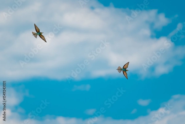 Fototapeta European Bee-eater (Merops apiaster) in Mid-Flight over the Wildflower Meadows of the Danube Delta, Romania – Vivid Colors in Untamed Eastern European Wilderness