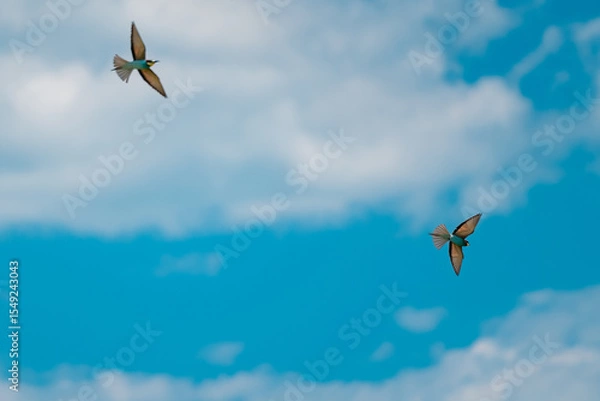 Fototapeta European Bee-eater (Merops apiaster) in Mid-Flight over the Wildflower Meadows of the Danube Delta, Romania – Vivid Colors in Untamed Eastern European Wilderness