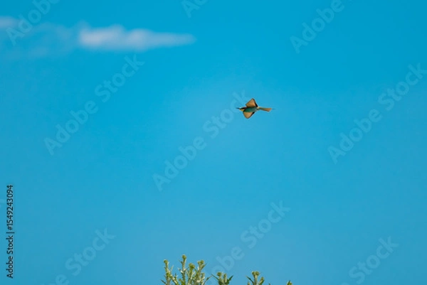 Fototapeta European Bee-eater (Merops apiaster) in Mid-Flight over the Wildflower Meadows of the Danube Delta, Romania – Vivid Colors in Untamed Eastern European Wilderness