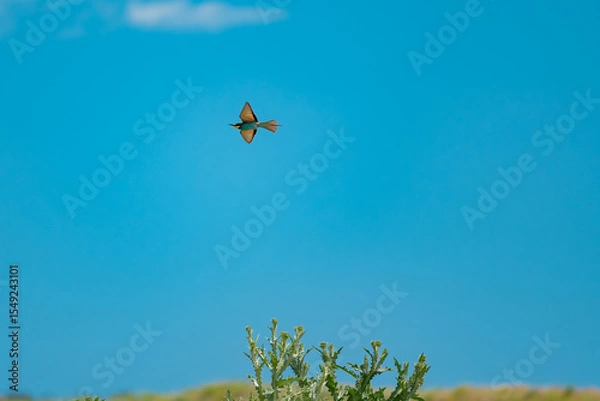 Fototapeta European Bee-eater (Merops apiaster) in Mid-Flight over the Wildflower Meadows of the Danube Delta, Romania – Vivid Colors in Untamed Eastern European Wilderness