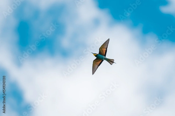 Fototapeta European Bee-eater (Merops apiaster) in Mid-Flight over the Wildflower Meadows of the Danube Delta, Romania – Vivid Colors in Untamed Eastern European Wilderness