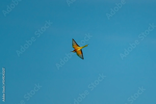 Fototapeta European Bee-eater (Merops apiaster) in Mid-Flight over the Wildflower Meadows of the Danube Delta, Romania – Vivid Colors in Untamed Eastern European Wilderness